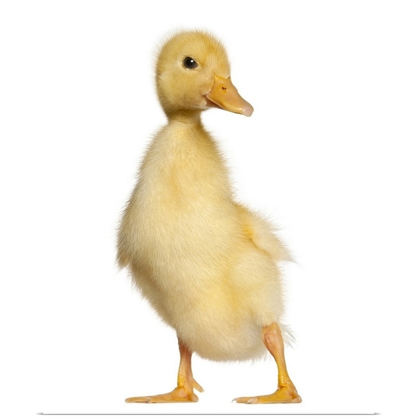 "Duckling (1 week old)" Poster Print