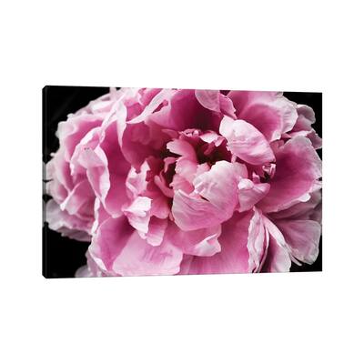 iCanvas "Pink Peony Passion IV" by Irena Orlov Canvas Print