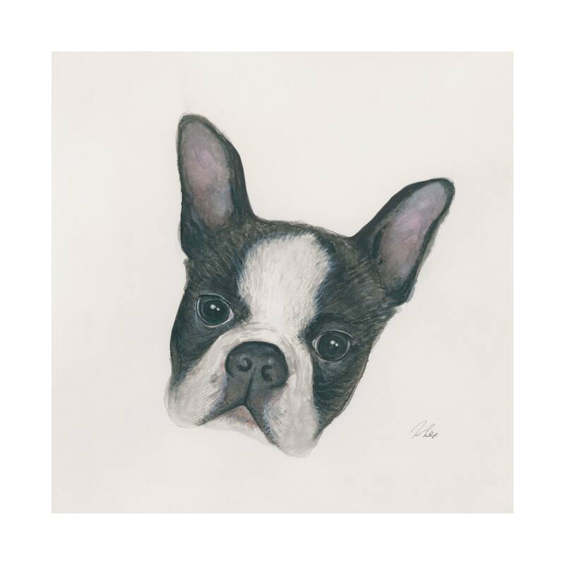 Floyd (Boston Terrier 1) (30 x 30) Canvas Art Print - Large