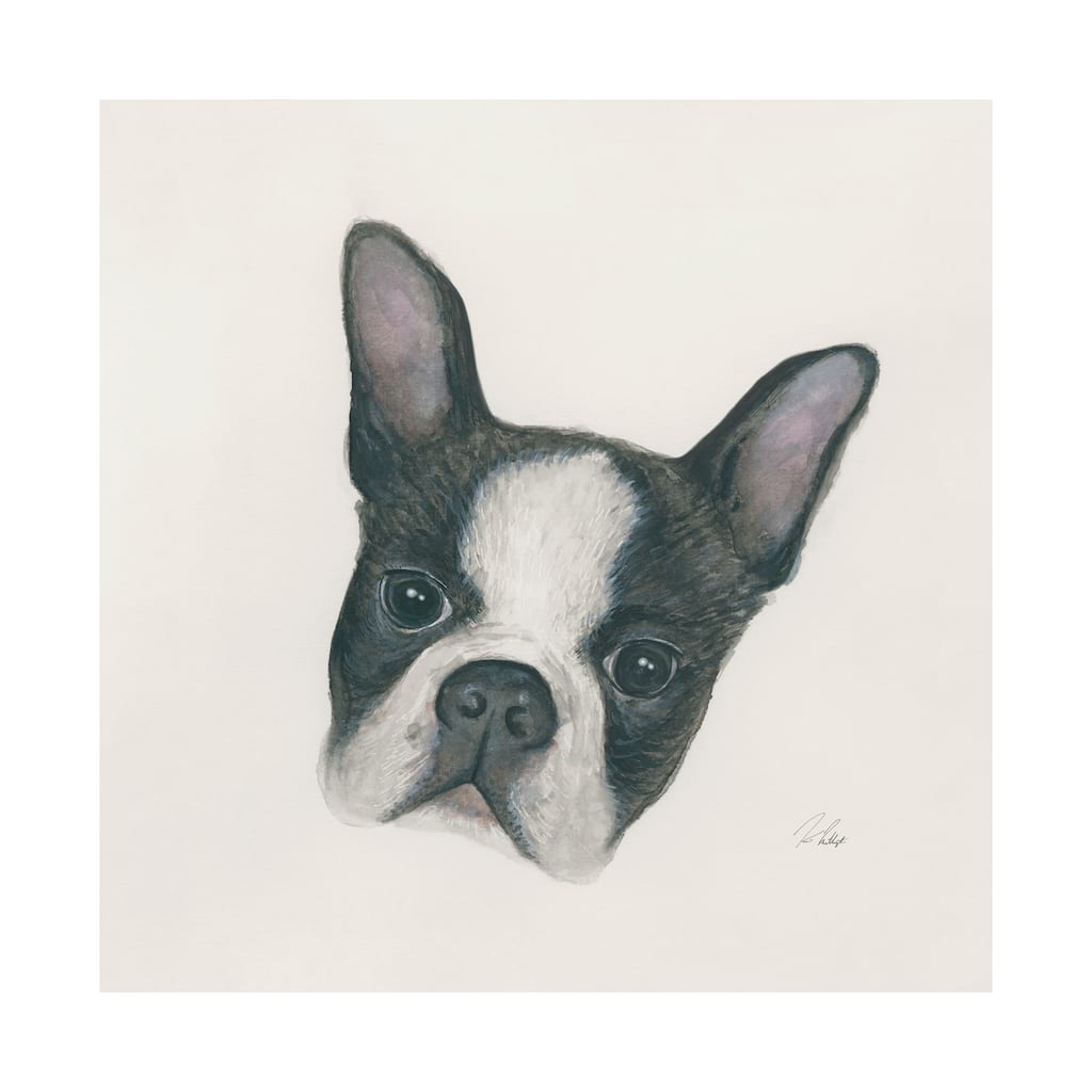 Floyd (Boston Terrier 1) (30 x 30) Canvas Art Print