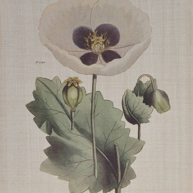 GDF Studio - Herbal Botany 4-Piece Botanical Illustration Framed Canvas Wall Art Set