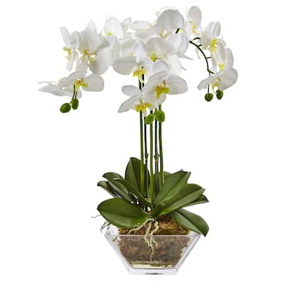 Triple Phalaenopsis Orchid in Glass Vase - 22