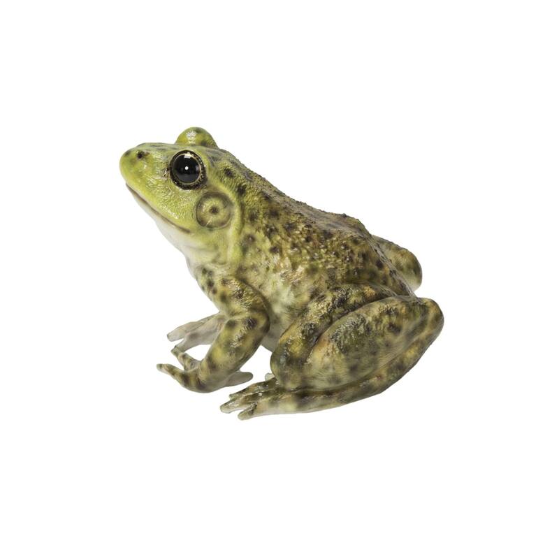 6.5" American Bullfrog Outdoor Garden Statue