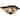 Vaxcel Lighting Trail 3 Light Flush Mount Outdoor Ceiling Fixture with