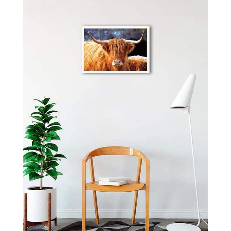 Highland Cow Sunshine Framed Poster - 18 x 24 Inch - White