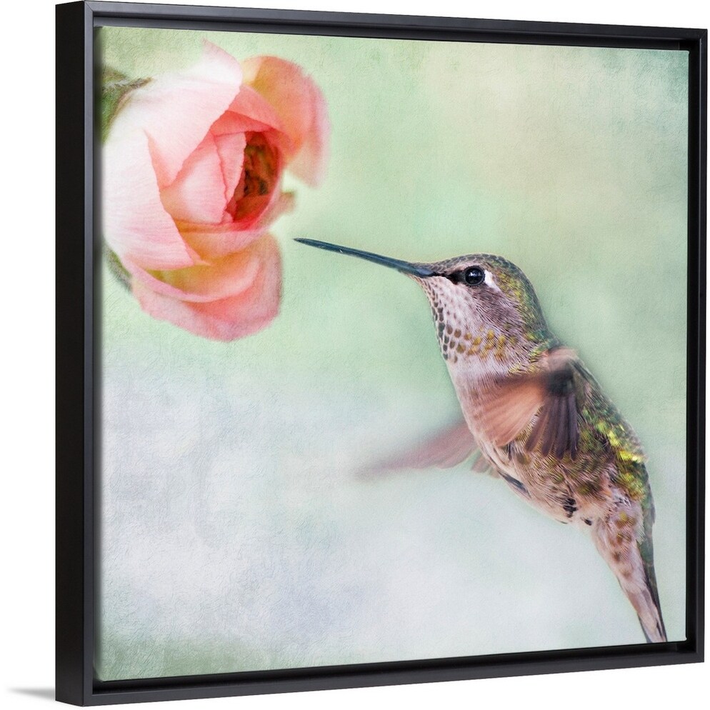 Shop Close Up Of Hummingbird In Flight And Pink Ranunculus Flower