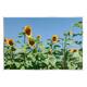 Stupell Industries Tranquil Country Sunflower Meadow Sunny Daytime ...
