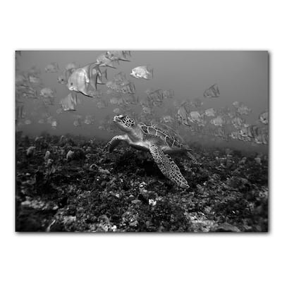 Ready2HangArt 'Turtle' Wrapped Canvas Wall Art