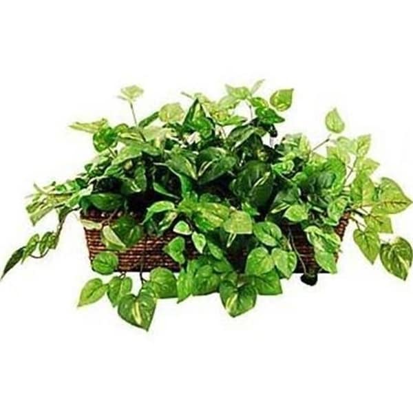 Designs by Lauren 16G33 14 in. Deluxe Greenery in a Ledge Basket