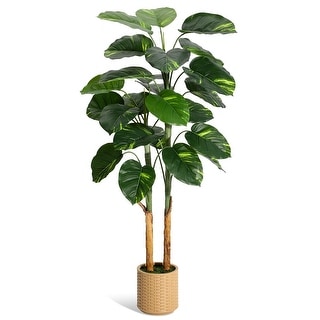 different types of pothos Popular Pothos Plants 6-pack: Trailing / Hanging Vines & Variegated Plants  - (2 Pots) - Golden Pothos - Marble Queen Pothos - Neon Pothos