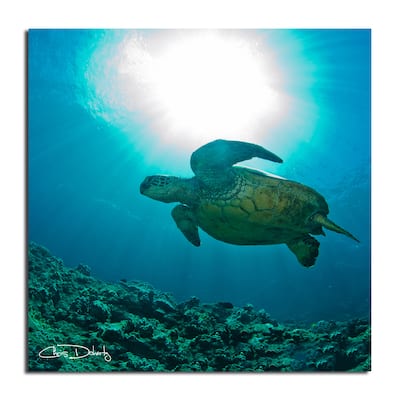 Ready2HangArt 'Maui Turtle Blue' Wrapped Canvas Wall Art