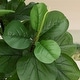 preview thumbnail 5 of 5, Artificial Fiddle Leaf Fig Tree 6ft Tall Faux Fiddle Leaves Fake Artificial Ficus Lyrata - 6.3x6.3x72in