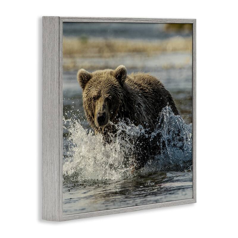 Stupell Bear Splashing in River Framed Giclee Art Design By Danita Delimont
