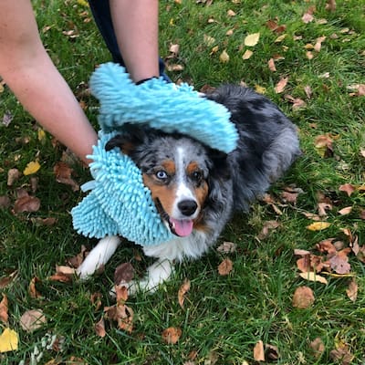 Perro & Gato Microfiber Chenille Pet Drying Mitt