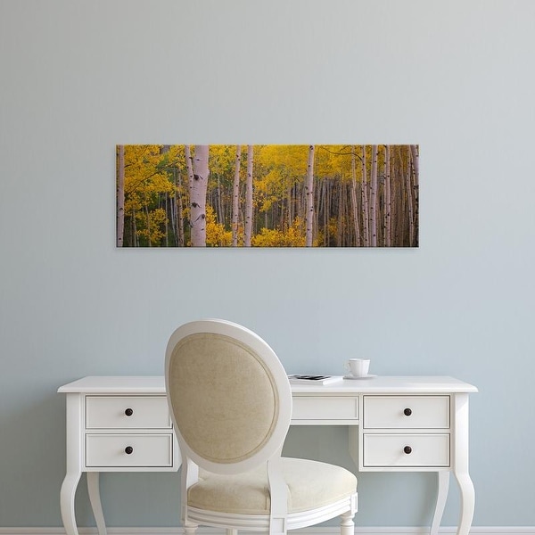 Easy Art Prints Panoramic Images's 'Aspen trees in a forest, Telluride, San Miguel County, Colorado, USA' Canvas Art
