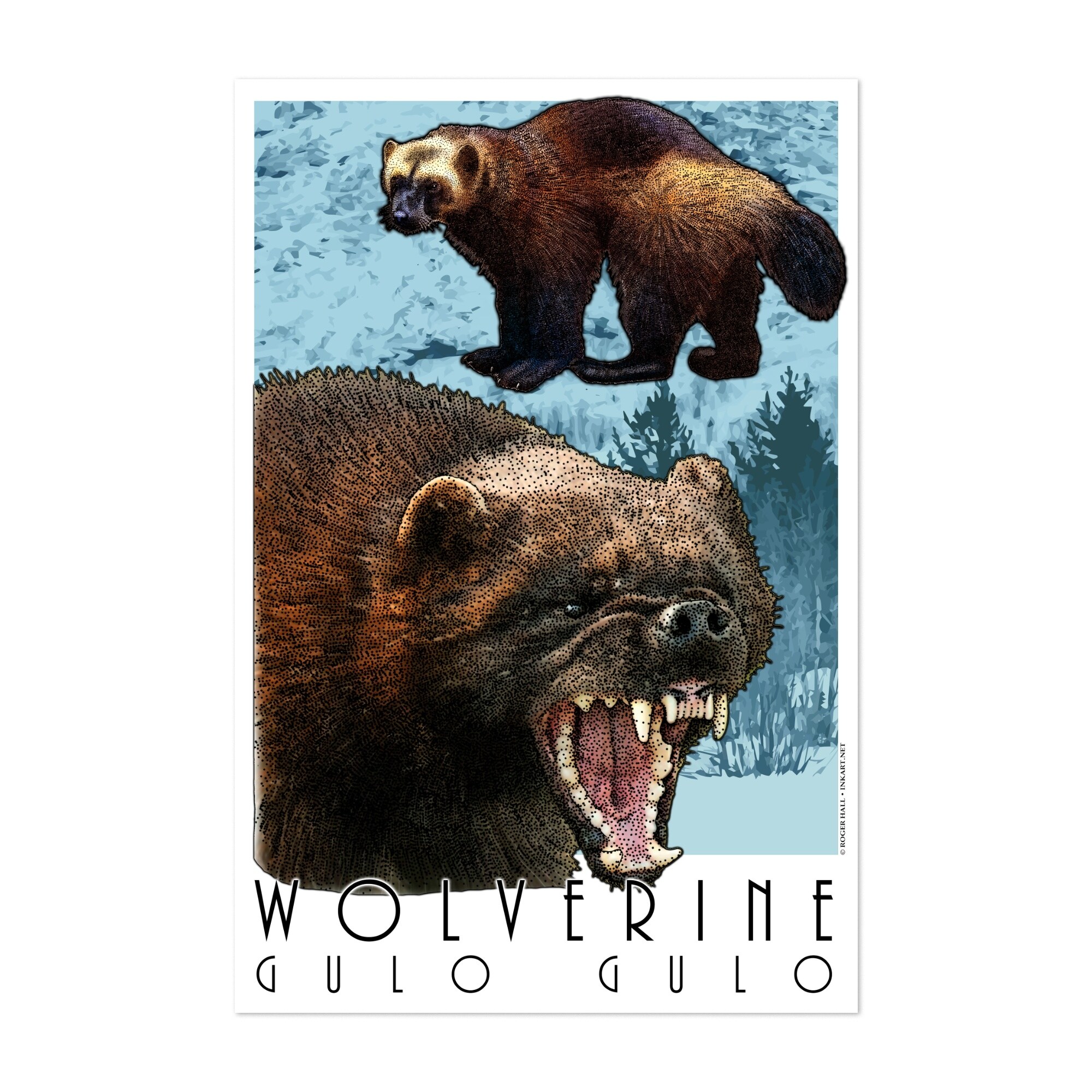animals wildlife wolverine unframed wall art print poster