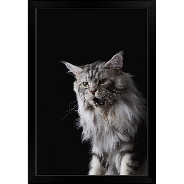 Black Black Gray Black Maine Coon Cat Price - Baby Kitten ...