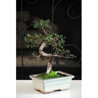 Shop 9greenbox 10 Year Old Chinese Elm Bonsai With 8 Ceramic Vase Overstock 17936184