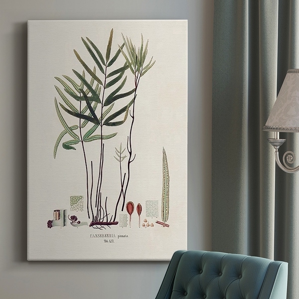 Botanical Society Ferns XI Premium Gallery Wrapped Canvas - Ready