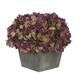 Option Plum