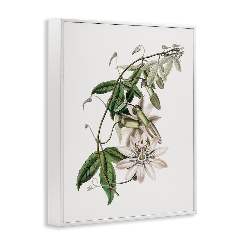 Stupell Vintage Lily Plant Framed Giclee Art Design By CAD Designs