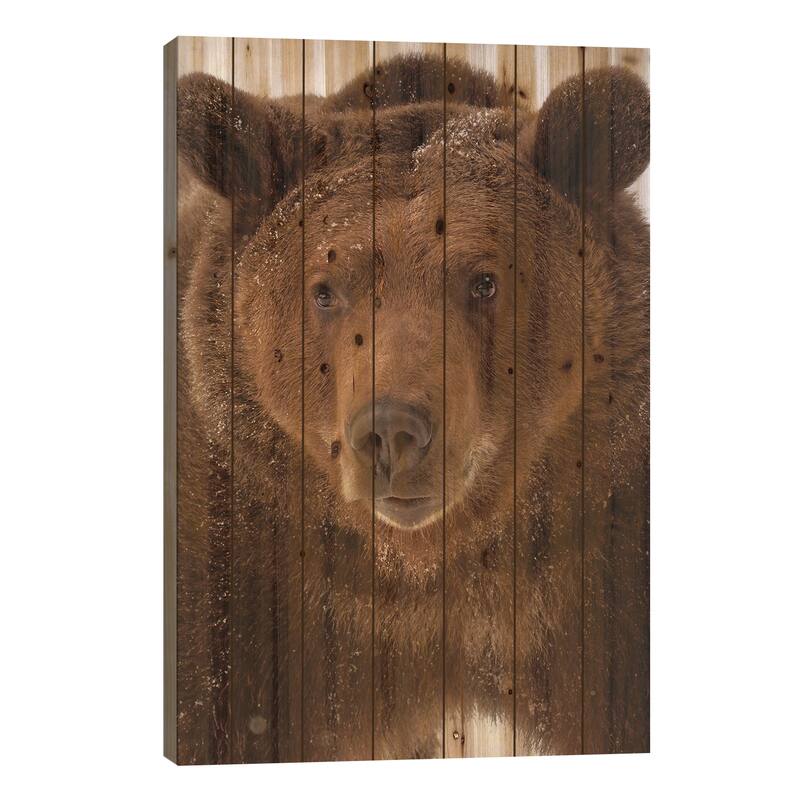 Grizzly Bear in winter, Ursus Arctos, Montana Print On Wood by Adam Jones - Multi-Color - 26x18x1.5