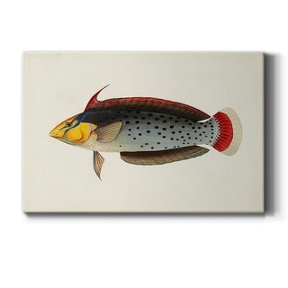 Tropical Fish Collection IV Premium Gallery Wrapped Canvas - Ready to Hang