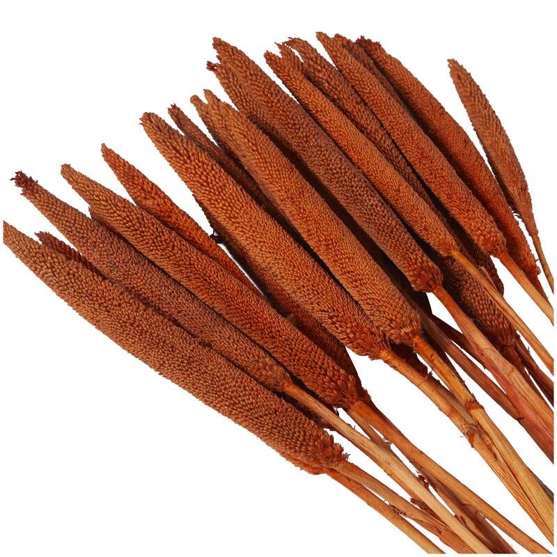 Dried Plant Bunny Tail Home Decor Natural Foliage - White, Red, Dark Brown, Orange, Green, Pink, Yellow - Roche River Decor