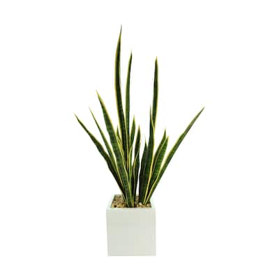 Snake Plant in a Fiberstone Pot