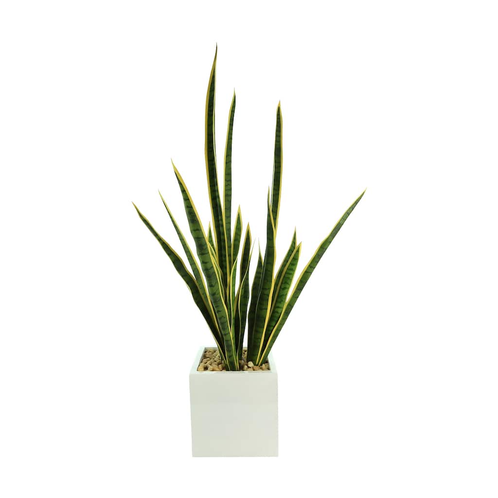 Snake Plant in a Fiberstone Pot