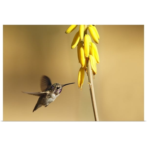 "Costa's Hummingbird as he approaches a stalk of desert yellow wildflowers." Poster Print
