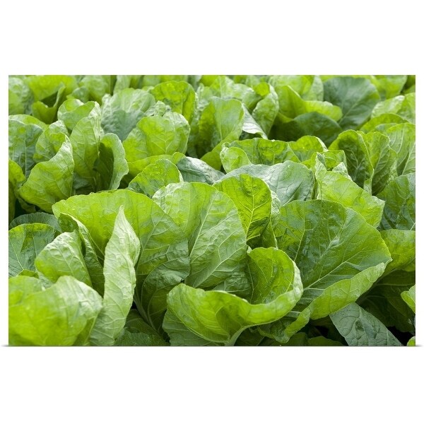 "Organic lettuce farm, Aichi Prefecture, Japan" Poster Print