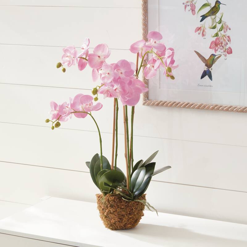 Phalaenopsis Orchid Drop-In 30" with Root Ball