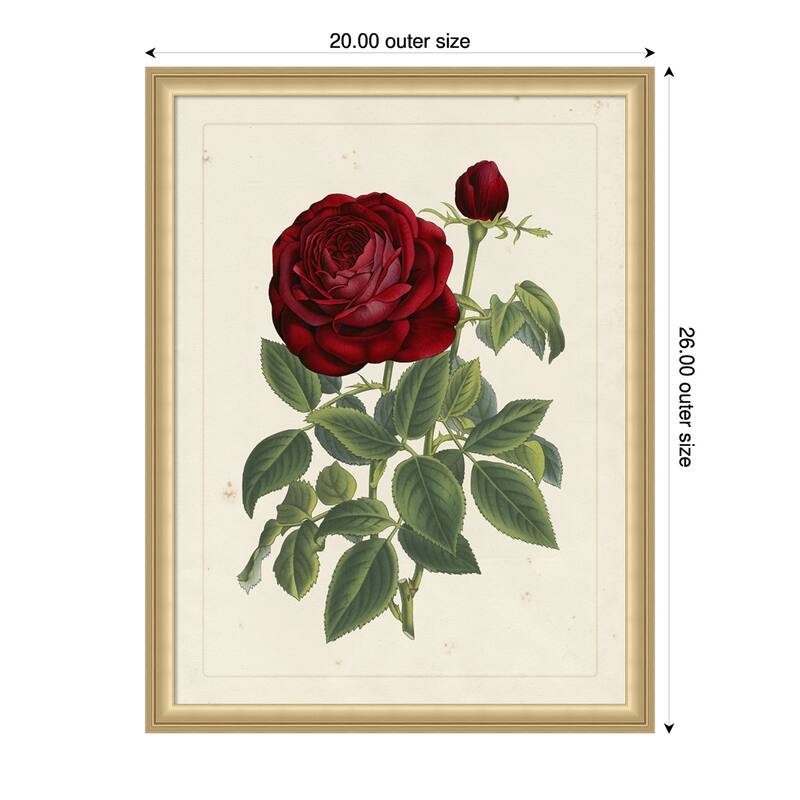 Van Houtteano Rose No. 2 Wood Framed Wall Art Print - 20 x 26 in - Gold