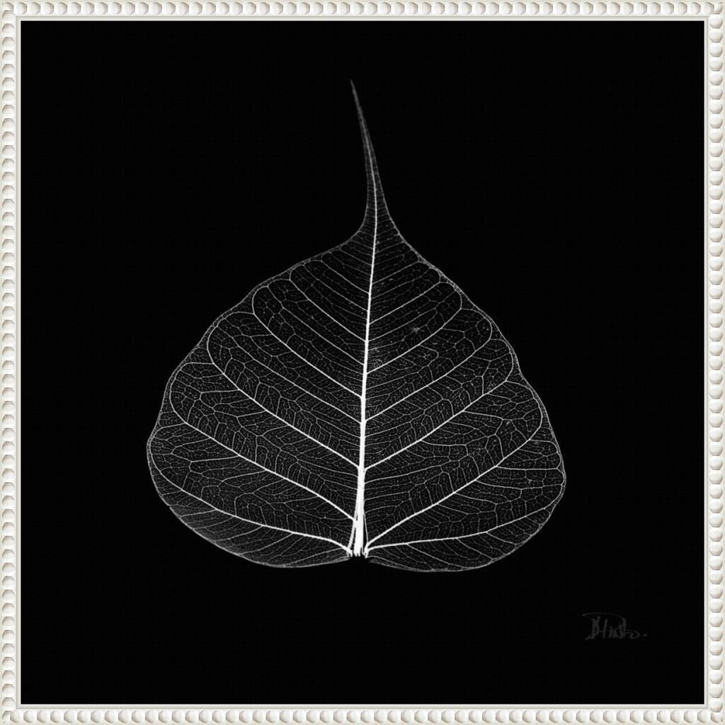 Minimalist Leaf on Black I by Patricia Pinto Framed Canvas Wall Art Print - Sylvie Beaded White