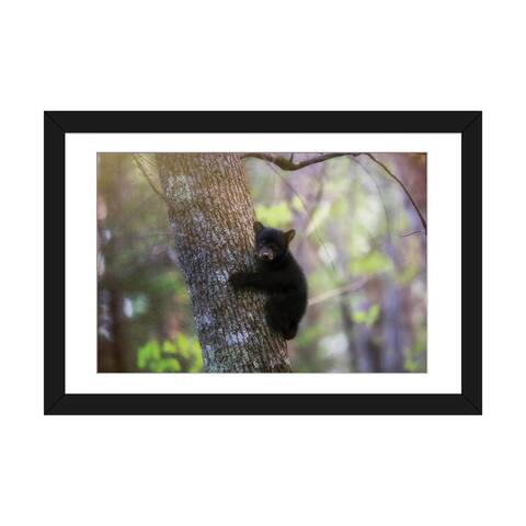 iCanvas "Cades Cove Black Bear Cub" by Dan Sproul