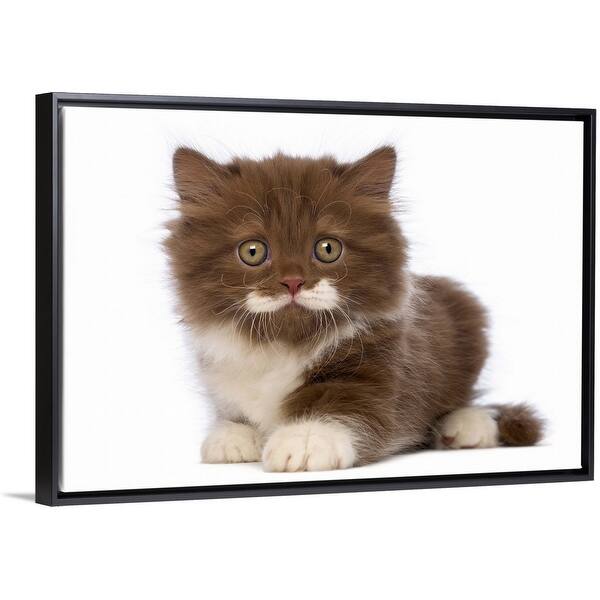 Shop British Longhair Kitten Lying Black Float Frame Canvas Art