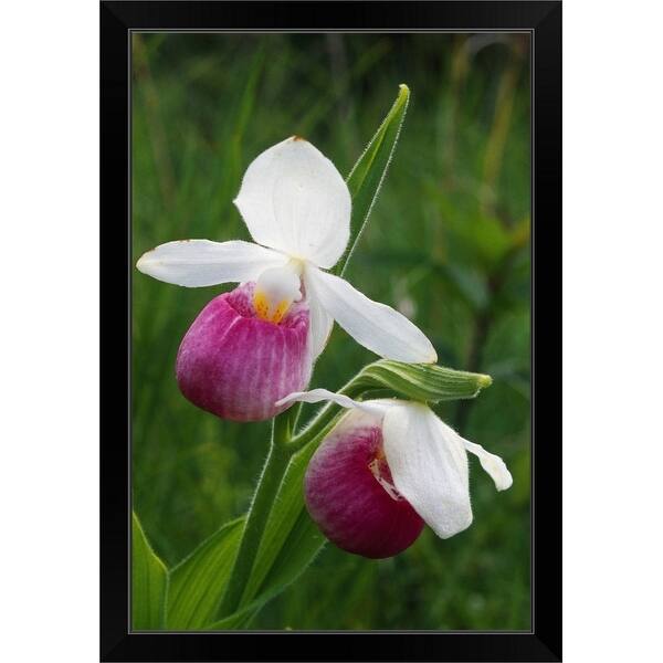 Shop Lady Slipper Orchids Cypripedium Calceolus Michigan Black Framed Print On Sale Overstock 30212681