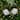 Jingle Bells with Bow and Pinecones Christmas Disc Ornaments - White - 5" - Set of 2