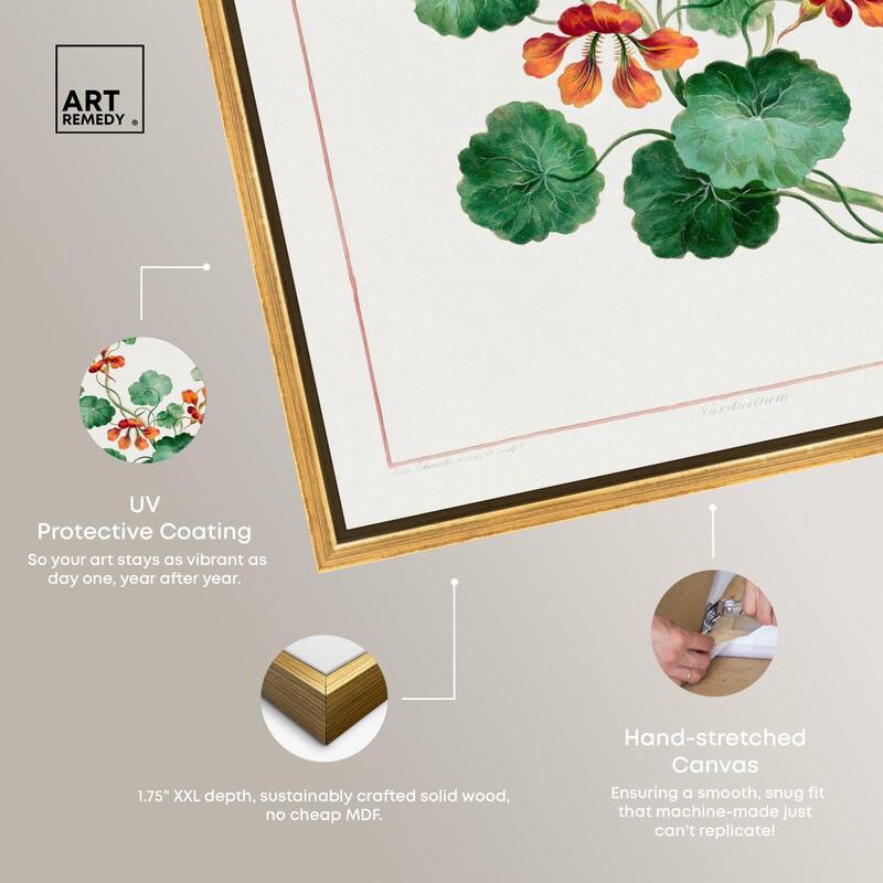 Nasturtium (1788) Canvas by Art Remedy