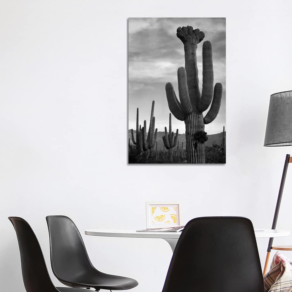 iCanvas "Saguaros, Saguaro National Monument" by Ansel Adams Canvas Print