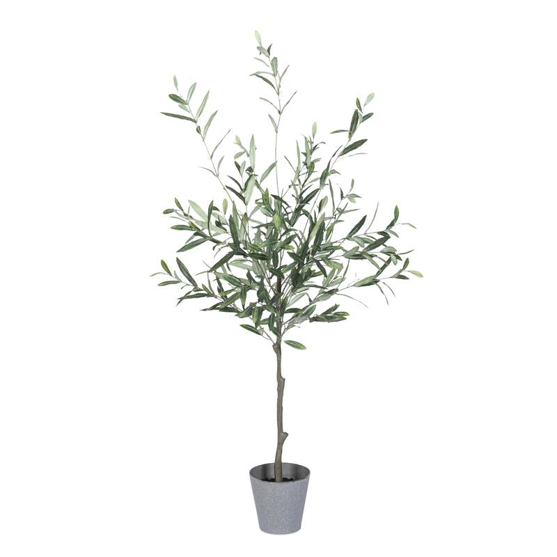4 Ft High Olive Tree with Plastic Pot