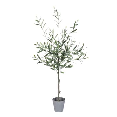 4 Ft High Olive Tree with Plastic Pot