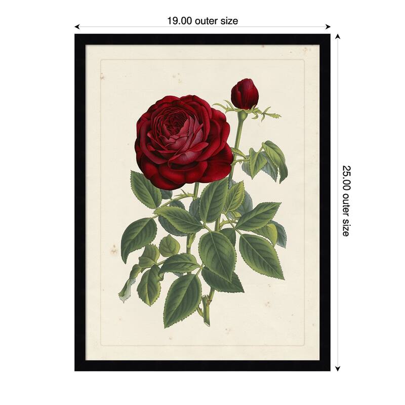 Van Houtteano Rose No. 2 Wood Framed Wall Art Print - 19 x 25 in - Black