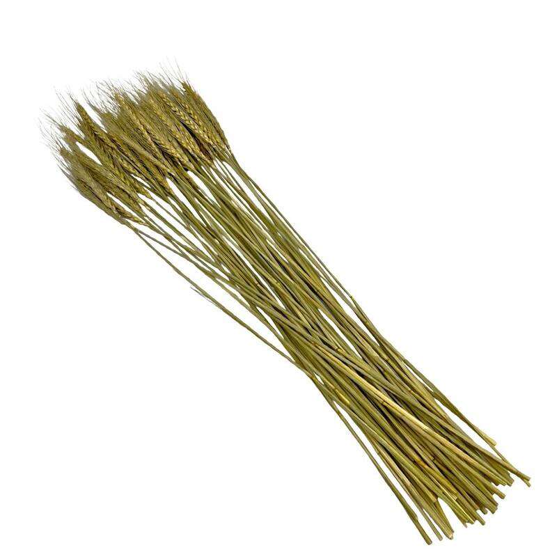 Bundle of 4 Dried wheat, 50 pcs,24" long - 24 inches