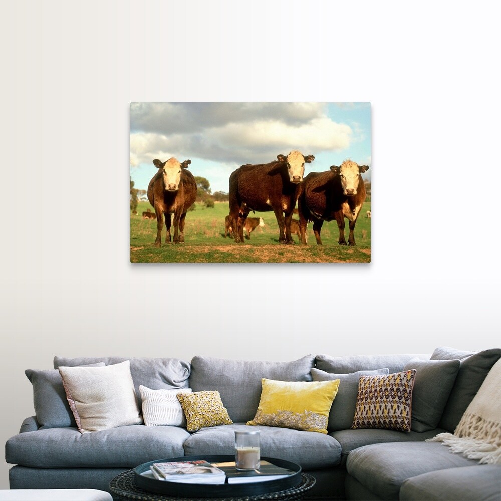 Shop Close View Of Hereford Beef Cattle Canvas Wall Art