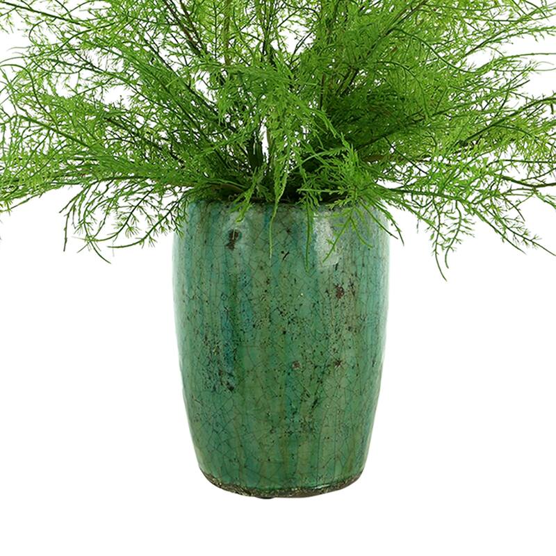 Organic Modern Ferns Arranged in a Ceramic Pot - Green