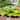 Granny's Green Giant Hosta Plants - 3, 6 or 12 Bare Roots