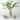 Approx. 15 Inches Amalfi Double Glazed Tall Vase with Flower Motif (5.1" Opening)