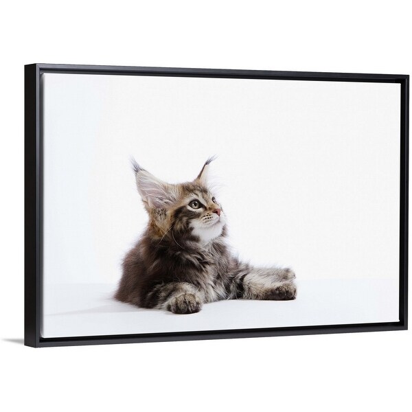 Shop Maine Coon Kitten Black Float Frame Canvas Art Overstock 25508704